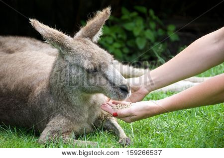 Young Kangaroo resting on a grass close-up. Woman feeding young kangaroo. Australian wildlife. Australia fauna