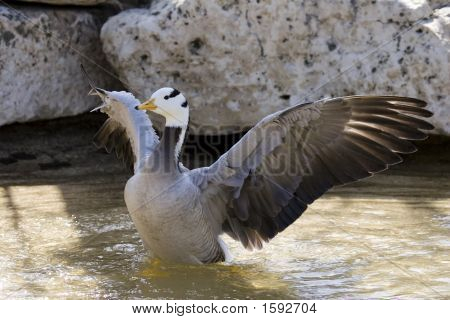 바가 Goose_Mg_0092