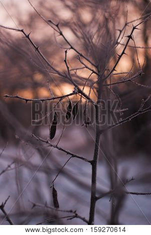 Branches Without Leaves, Thorns, Cold Winter Morning