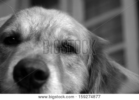 PHOTO OF GOLDEN RETRIEVER LOOKING AT CAMERA
