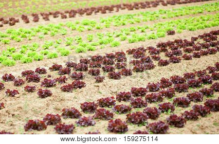Beds Of Fresh Lattuce On A Farm