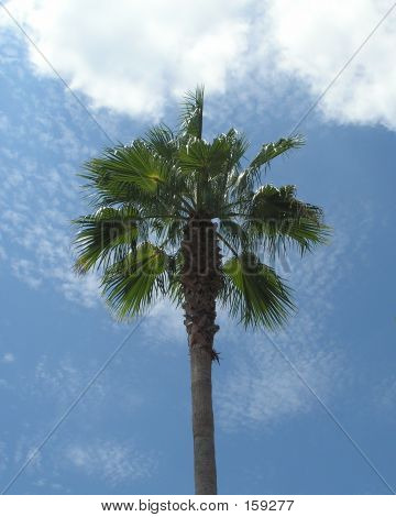 Bewölkt Palmen