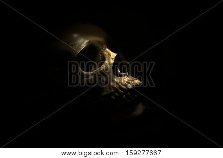 spotlight Shines on skull in dark room