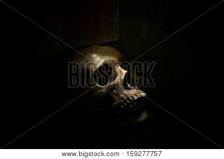 spotlight Shines on skull in dark room