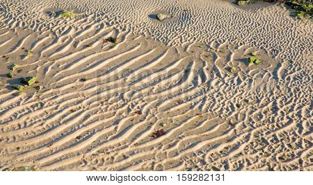 Closeup of rippled sand with green seaweed on the sea shore