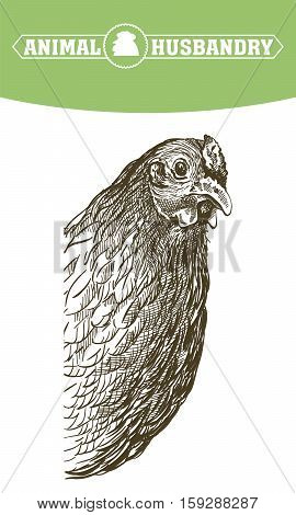 chicken breeding. animal husbandry. livestock. vector sketch on a white background