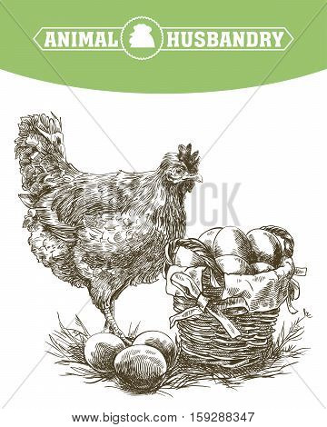 chicken breeding. animal husbandry. livestock. vector sketch on a white background