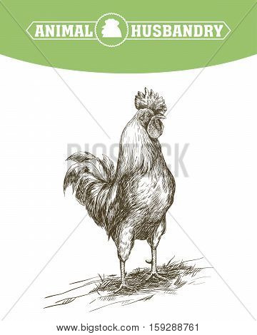 chicken breeding. animal husbandry. livestock. vector sketch on a white background