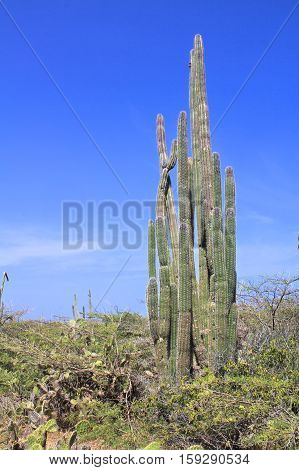 Cactus growing at Aruba island. Natural landscape