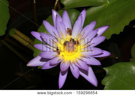 Lotus blooming purple lotus with bee stingers were surrounded with lotus leaves.