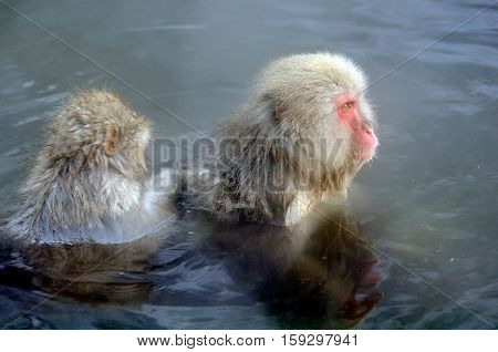 Monkey in Jigokudani Monkey Park  or Snow Monkey, Grooming: It very relaxing time for the monkey, they are looking for lice and it egg at the root of their hairs in oder to remove them., Nagono Japan.