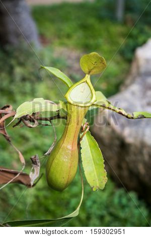 Close up nepenthes tropical pitcher plants or monkey cups in forest.