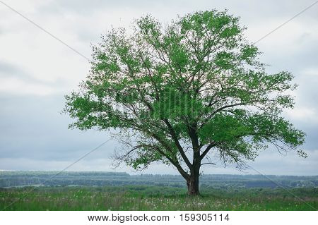 large oak tree in a field of dandelions