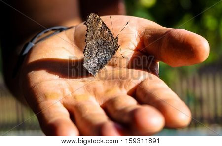 insect butterfly sitting on the hand of man