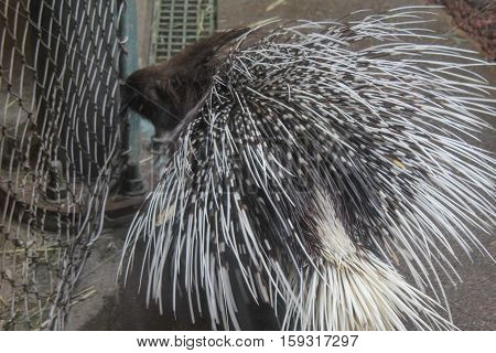 Porcupine at the Seattle wildlife Preserve in May