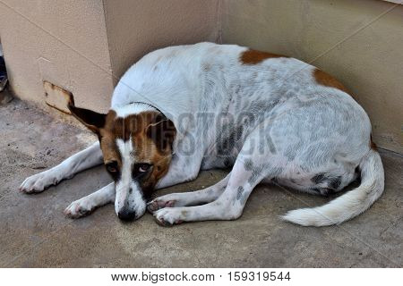 The female dog was white and brown sleepily visually fear.