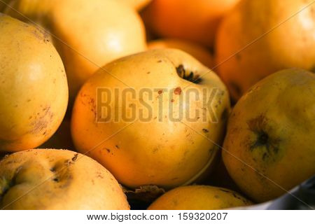 Quince. Ripe yellow autumn fruits. Tasry .