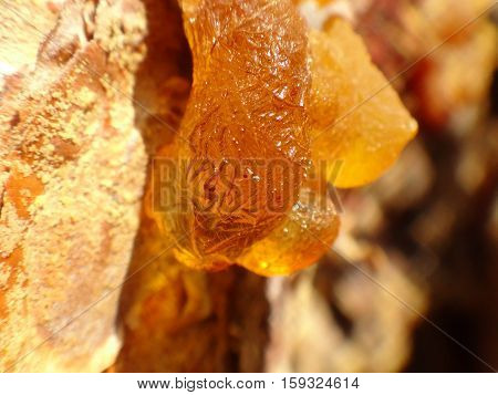 Yellow drop of resin on the tree
