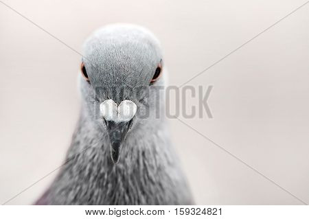 Close-up of common grey pigeon against grey background with place for your text. Shallow depth selective focus.