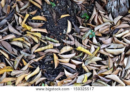 Background leaves brown and black natural the ground.