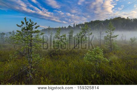 Landscape bog. Dwarf pines. Dawn. Fog. Sky