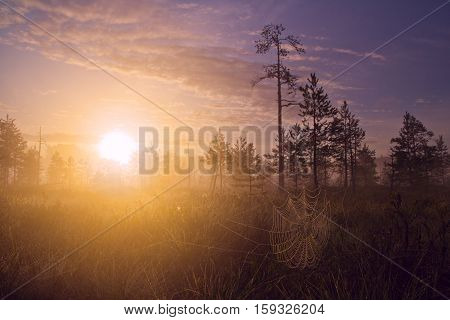 Sunrise in the swamp. Spider web in the foreground. Fog. Early morning