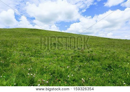 small wild flowers in grassland in spring