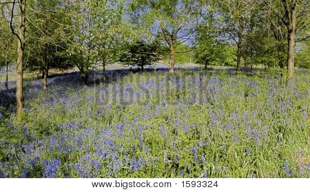 Percorso attraverso Bluebell Wood
