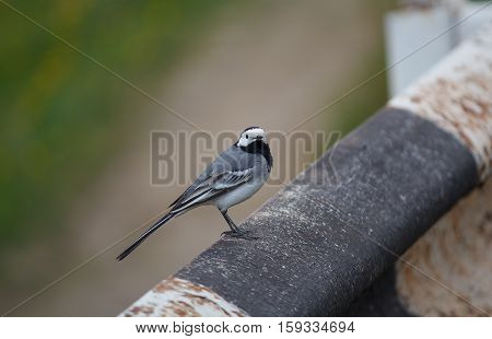 Grey wagtail sitting on the fence along the road. Birds