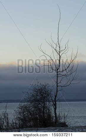 arbor sine foliis Rubum hiems Sinum Finland mare est opertum cum glacies in litore caeruleum