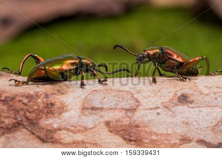 Frog Legged Leaf Beetle (sagra Buqueti)