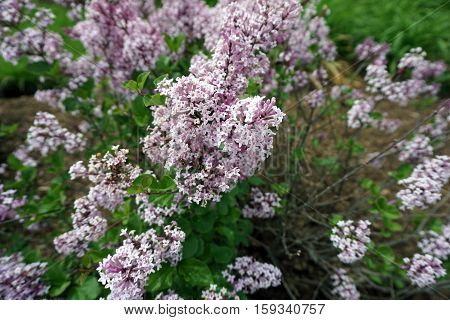 Dwarf Korean lilacs (Syringa meyeri 'Palibin') bloom in a flower garden in Joliet, Illinois during May.