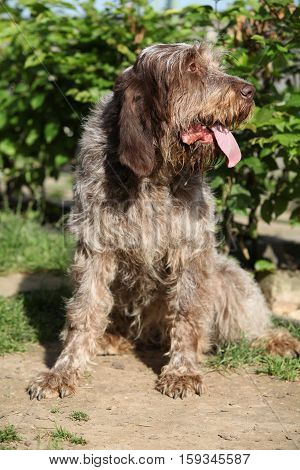 Italian Wire-haired Pointing Dog Sitting In The Garden