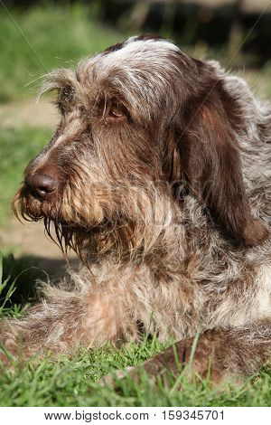 Italian Wire-haired Pointing Dog Resting In The Garden