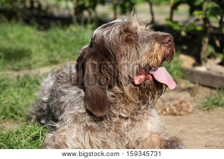 Italian Wire-haired Pointing Dog Resting In The Garden