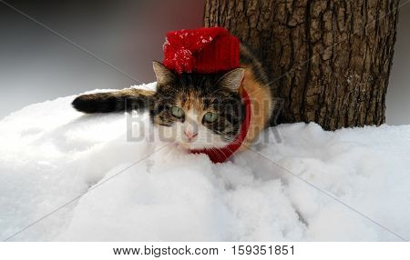 Winter day.
Cat in red cap. New Years is soon
