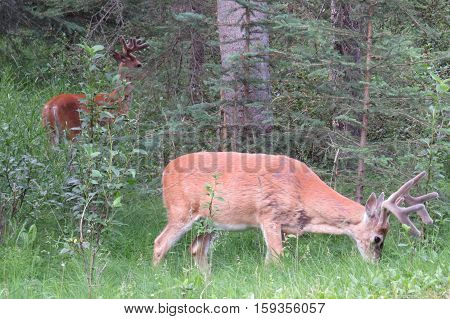 Two mule deer that eat pastures. Banff, Canada.
