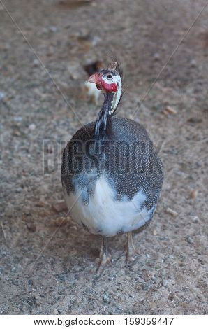 Guinea fowl is in the henhouse and curiously looking