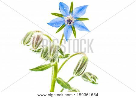 Borage flowers (starflower) isolated on white background
