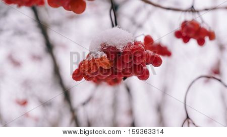 Winter Viburnum, Viburnum Fruit On The Tree, Ukrainian Kalina, Healthy Lifestyle, Fructarians