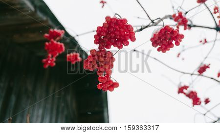 Winter Viburnum, Viburnum Fruit On The Tree, Ukrainian Kalina, Healthy Lifestyle, Fructarians