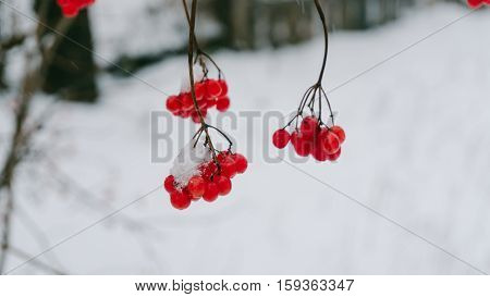 Winter Viburnum, Viburnum Fruit On The Tree, Ukrainian Kalina, Healthy Lifestyle, Fructarians