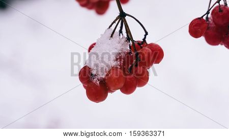 Winter Viburnum, Viburnum Fruit On The Tree, Ukrainian Kalina, Healthy Lifestyle, Fructarians