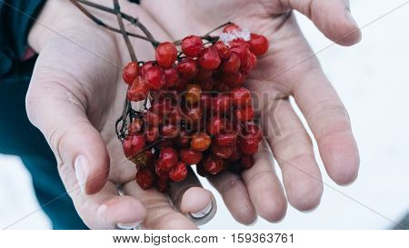 Winter Kalina In Female Hands, The Fruits Of Viburnum , Ukrainian Kalina, Healthy Lifestyle, Fructar