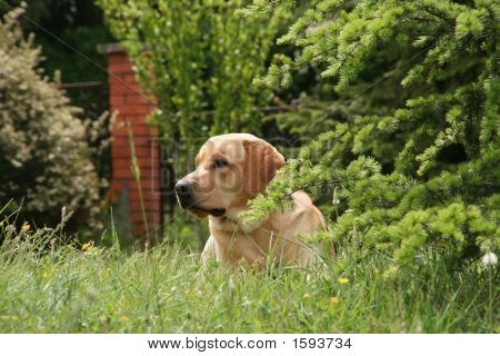Labrador auf der Wiese