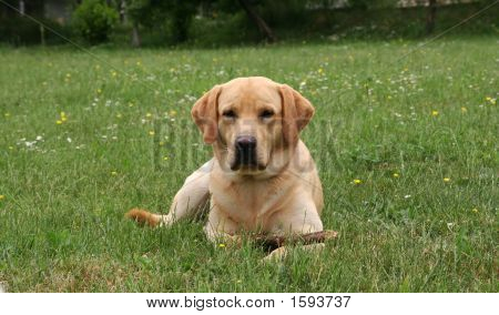 Labrador giocando con bastone in legno