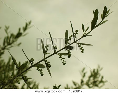 Zeytin dalı 1 sepya