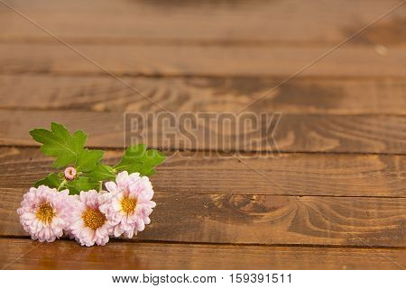 wooden background with beautiful pink flowers chrysanthemums