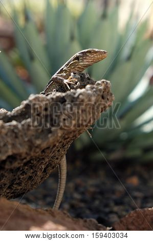 lizard sitting on stone - lizard sitting on stone