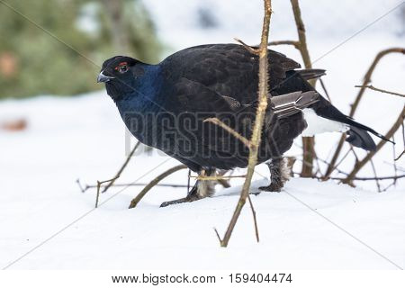 Black Grouse In Snow
